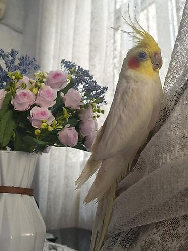 bulbul quşu: Erkək karella satıram, adı "Maestro" -dur gözəl melodiyalar oxuyur — 5