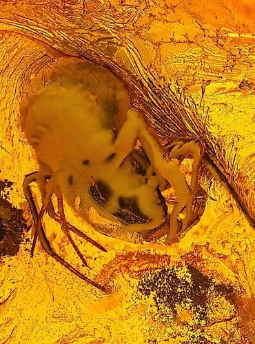 Янтарь, Бесплатная доставка — 3