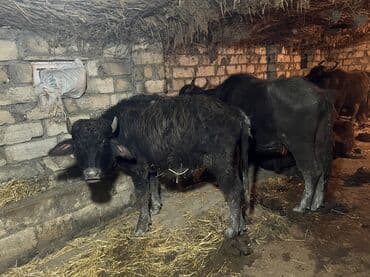 balaca dana: 150 170 arasi eti var. i — 3