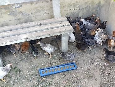 cuce toyuq: 42 günlük cücələrdir. Təbii buğda,qarğıdalı, soya ilə yemlənmişdir. 2 — 4