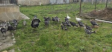 ev qusu: Məhsul: Türki (hind toyuğu) sürüsü Təsvir: - Fotoşəkillərdə göründüyü — 1