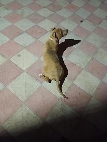 Pitbull it 6 aylıqdır dişidir tualet mədəniyəti ev yemekləri yeyir — 5