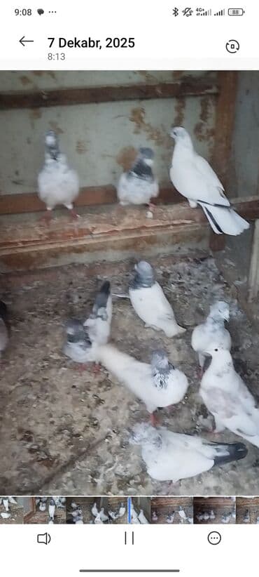 goyərcin yuva: 13 dene pakistan hazir cutlerde var icersnde — 2