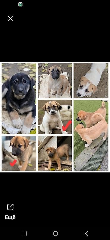 3 ay, Erkek, Peyvəndli, Pulsuz çatdırılma lalafo.az -da 3 ay, Erkek, Peyvəndli, Pulsuz çatdırılma