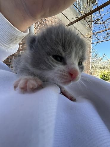 bala pişiy: Şotland, Erkək, Dişi, Yaxşı əllərə, Ünvandan götürmə — 2