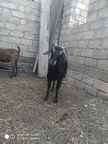heyvan yuvasi: Hələb keçi satılır 2 si də dişidi Qara 400 qırmızı 400 AZN ciddi — 2