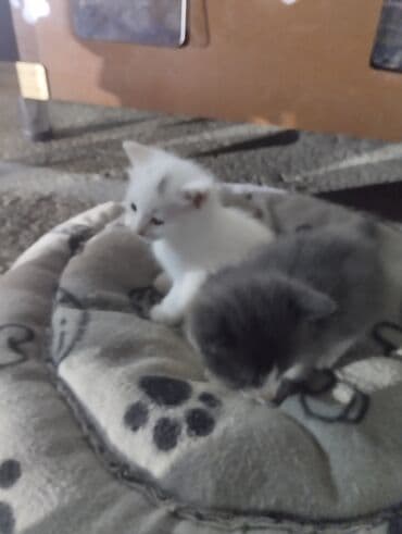 ağ pişiy: Erkək, Dişi, Yaxşı əllərə, Ünvandan götürmə — 6