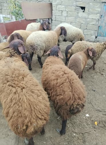 Erkək, Qala, il: 1, 70 kq