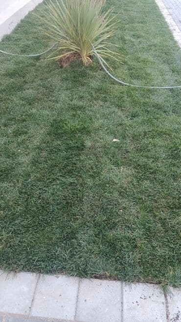 göbələk toxumu satişi: Qazon çatrlma qurasdrma
#qazon
qazonsatişi
#qachon
#qazon — 9