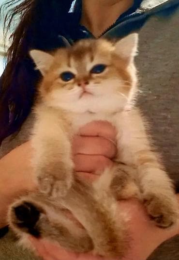 Britan, Dişi, Yaxşı əllərə, Ünvandan götürmə