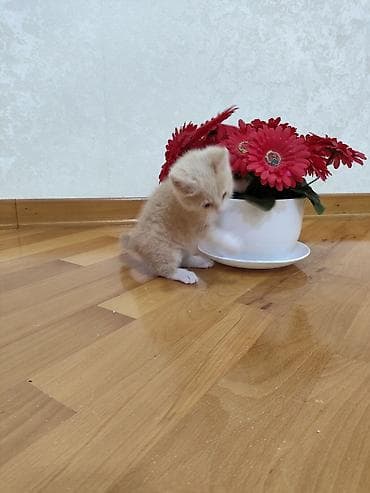 pulsuz video cat: Dişi — 4