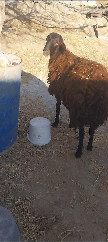 qoyun mal: Damazdig togludu 10 ayılig — 2