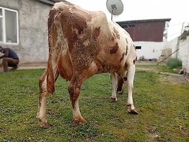 Keçilər, çəpişlər: Salam gördüyünüz bu mələz 4 cu balanı doğub 25 litir sut veren maldiv — 4