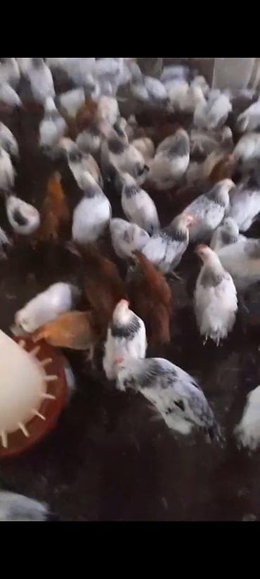 Tutuquşları: Digər quşlar — 2