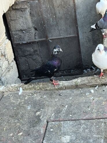 енот в баку купить: Cil eni quyruq erkekdi unvan sabuncu — 4