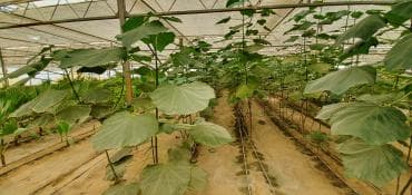 turkanda ev: Bakı, Türkan qəs., 1500 kv. m, 7 otaqlı, Hovuzlu, Qaz, İşıq, Su — 12