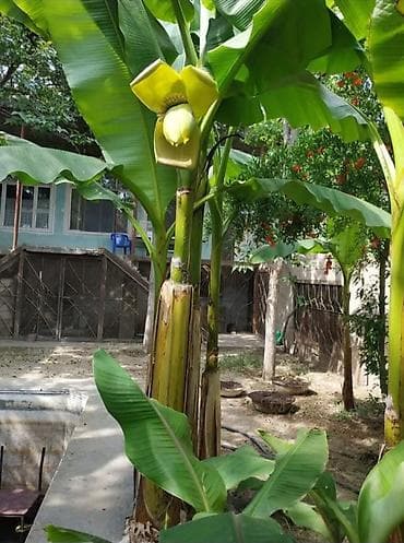 agaclar: Muz ağacı – dekorativ və meyvə verən tropik bitki - Növ: Musa spp — 1