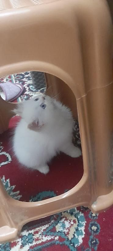 van pişik: Ağ tüklü, mavi gözlü bala pişiklər - Uzun və yumşaq kürk, dəyirmi üz — 6