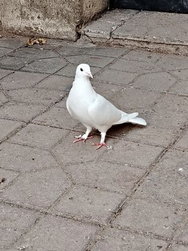 Dəniz mehsulu — 5