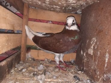 значок хары бюльбюль купить: Bozbaşlı, ağ alınlı bəzəkli göyərçin cütü. 20AZN — 2