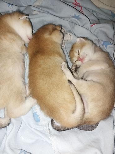 menks cinsi pişik: Yaxşı əllərə — 3