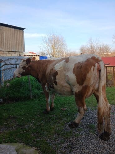 tap az ev heyvanlari: Cins heyvandı.Yanında balası ilə və qarnında 6 aylıq balası ilə — 2