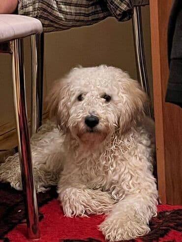 pudel it cinsi: Pudel — 6