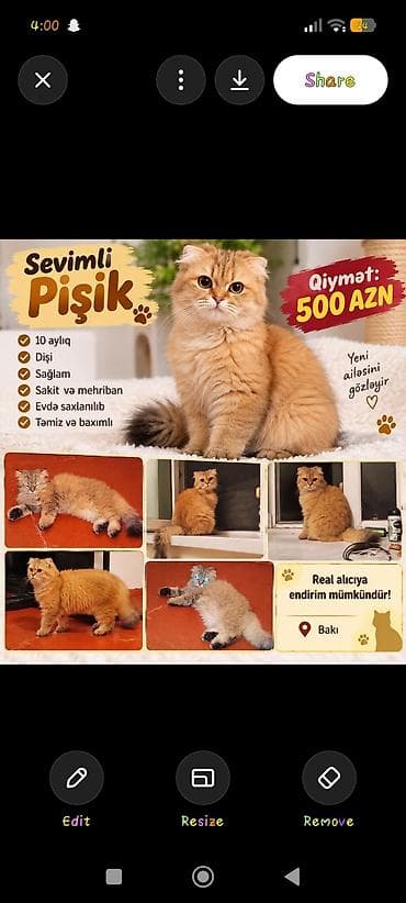 cins itlər: Pişik satılır – 500 AZN - Sakit və mehriban xasiyyətli - Sağlamdır - — 2