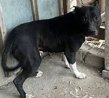 itləri: Pitbul, 1 il, Erkek, Peyvəndli — 2