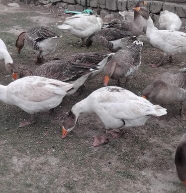 simmental cinsi: Qaz sürüsü - Fotoşəkildə müxtəlif rəngdə (ağ, boz-ağ qarışıq) yerli — 2