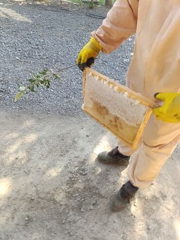 котята в добрые руки бесплатно: Salam Təmiz bal 🍯 satılır çatdırılma var ✅ ünvan Lənkərandı — 1