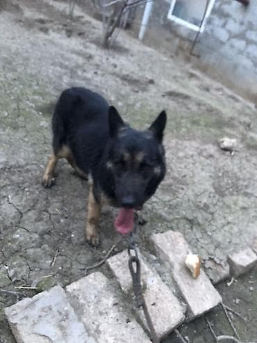 İtlər: Alman çoban iti, 1 il, Dişi, Peyvəndli, Ünvandan götürmə — 3