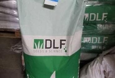 kalina bitkisi: Qazon toxumu — 1