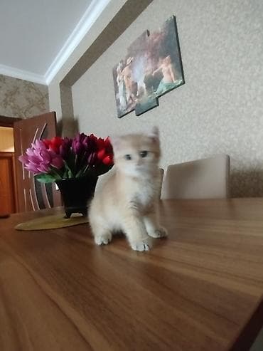 heyvan pişik: Qızılı rəngli bala pişik - Cins: ev pişiyi (qızılı/krem rəng çaları) — 6