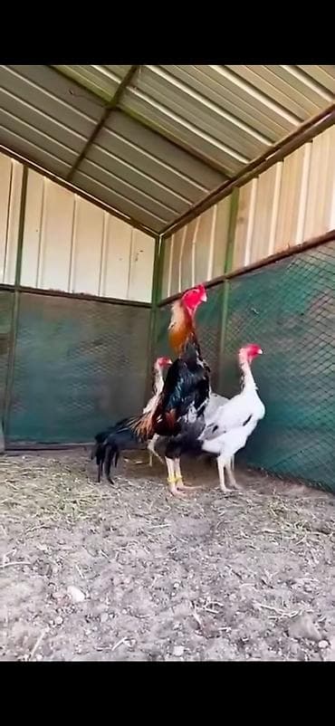 cücə yemi: Toyuq, Damazlıq — 2
