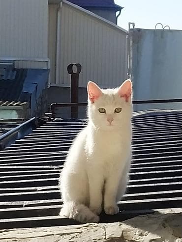 Dişi, Yaxşı əllərə