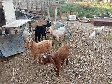 heyvan bazari baki: Dişi, il: 1, 25 kq, Damazlıq, Ödənişli çatdırılma — 2