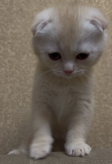 pişik sahiblendirme: Şotland yastı qulaq, Erkək — 4