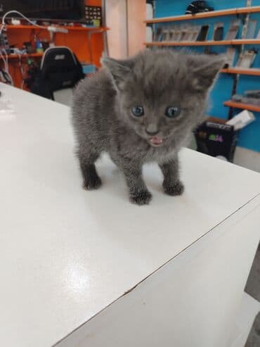 британская голубая кошка: Русская голубая, В добрые руки — 2