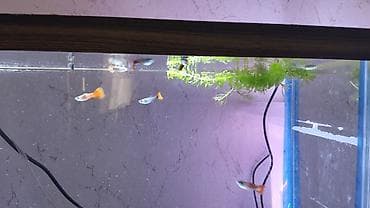 bakıda cücə satışı: Quppi, Sülhsevər, Ünvandan götürmə — 1