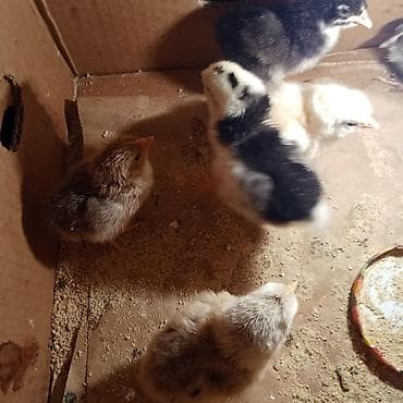 Samsung B200, 2 GB, rəng - Ağ, Barmaq izi