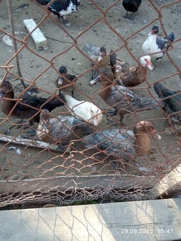 Salam lal ördəklər satılır böyüklər 20-25 balacalar 15-18 manat cins lalafo.az -da Salam lal ördəklər satılır böyüklər 20-25 balacalar 15-18 manat cins