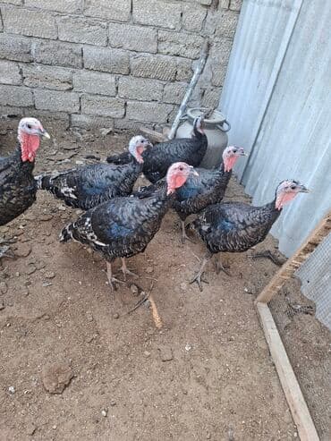 saanen kecisi qiymeti: Satış üçün hinduşka sürüsü - Növ: Qara rəngli, naxışlı lələklərə — 2