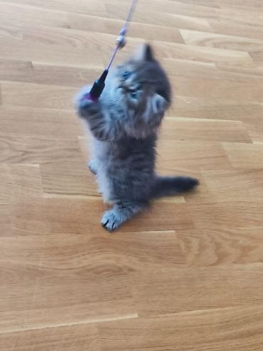 Yumşaq tüklü, boz-qəhvəyi rəng tonlarında balaca pişik bala. Böyük — 4