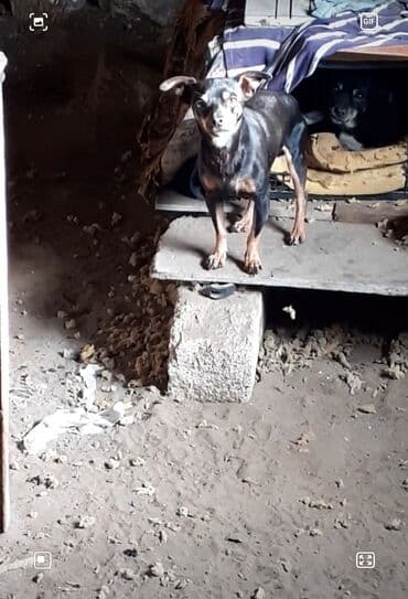 Miniatür pinçer, 2 il, Erkek, Ünvandan götürmə