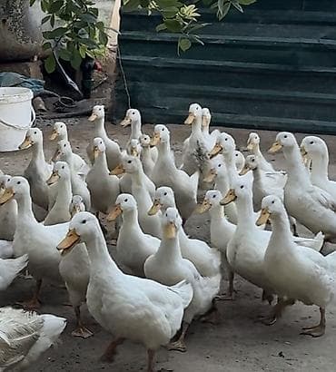 it satisi afcarka: Ağ ördək sürüsü – ət və yumurta istehsalı üçün - Cins: Ağ pekin tipli — 1