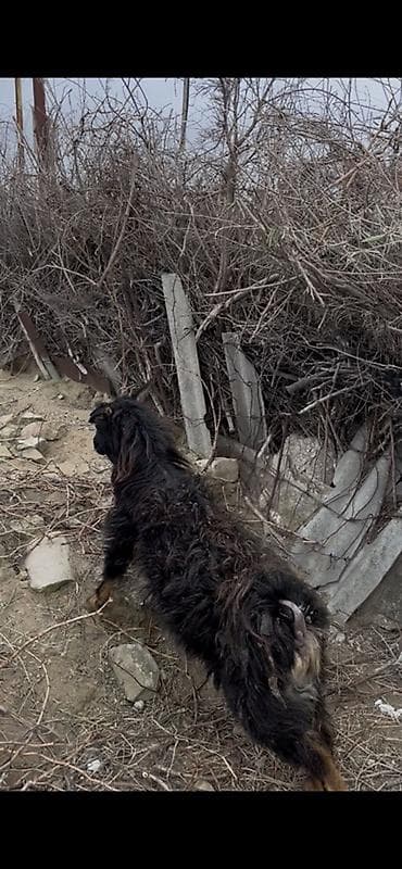 Козы, козлята: Boğaz keçidir xırda yelin vurub yaşlı keçidir dişlerin atıb ama arpa — 4