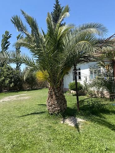 su ceni bak: Məhsul: Xurma/Palma ağacı (bağ üçün dekorativ) Təsvir: - Növ — 2