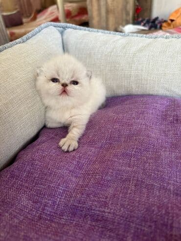 şotlan pişik: Şotland yastı qulaq, Erkək, Dişi, Yaxşı əllərə, Ünvandan götürmə, Pulsuz çatdırılma, Ödənişli çatdırılma — 68