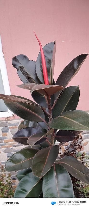 Rezin ağacı (Ficus elastica ‘Robusta’) – dekorativ iri yarpaqlı — 2